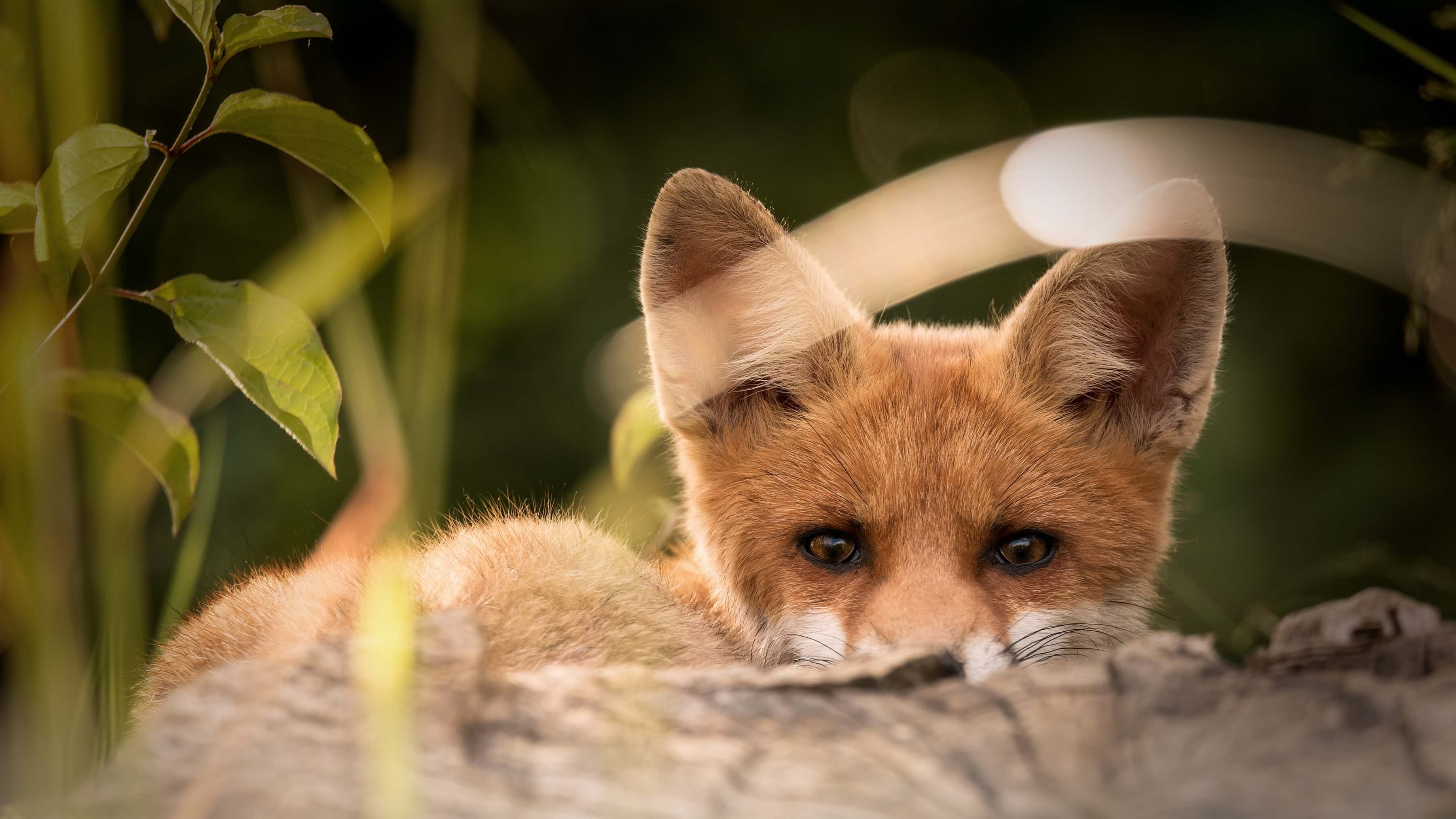 gitlab (1)